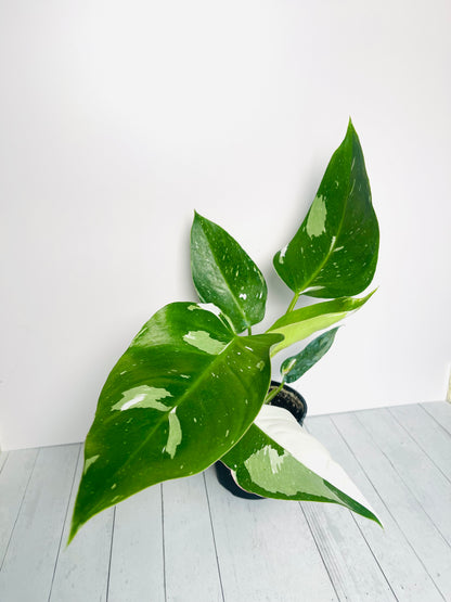 Philodendron White Princess