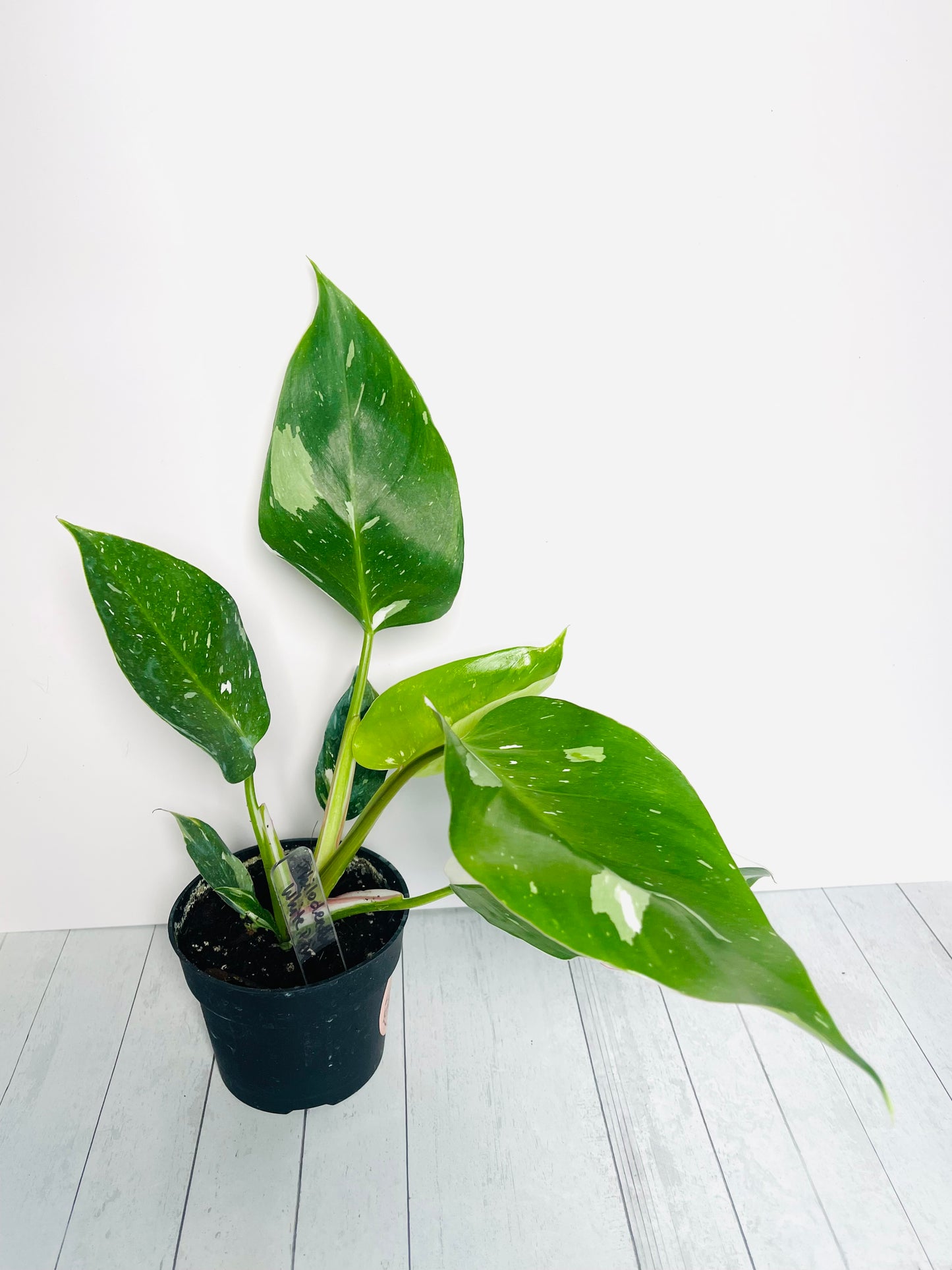 Philodendron White Princess