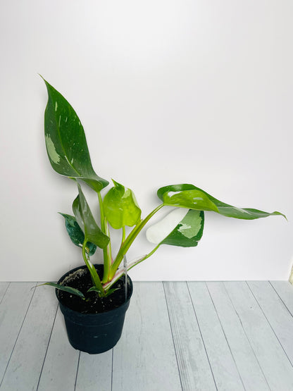 Philodendron White Princess