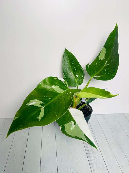 Philodendron White Princess