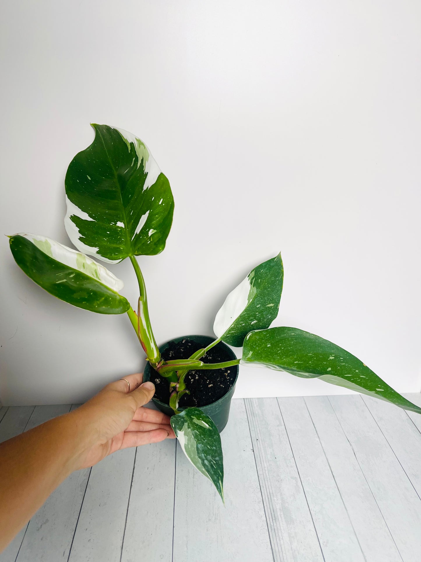 Philodendron White Princess