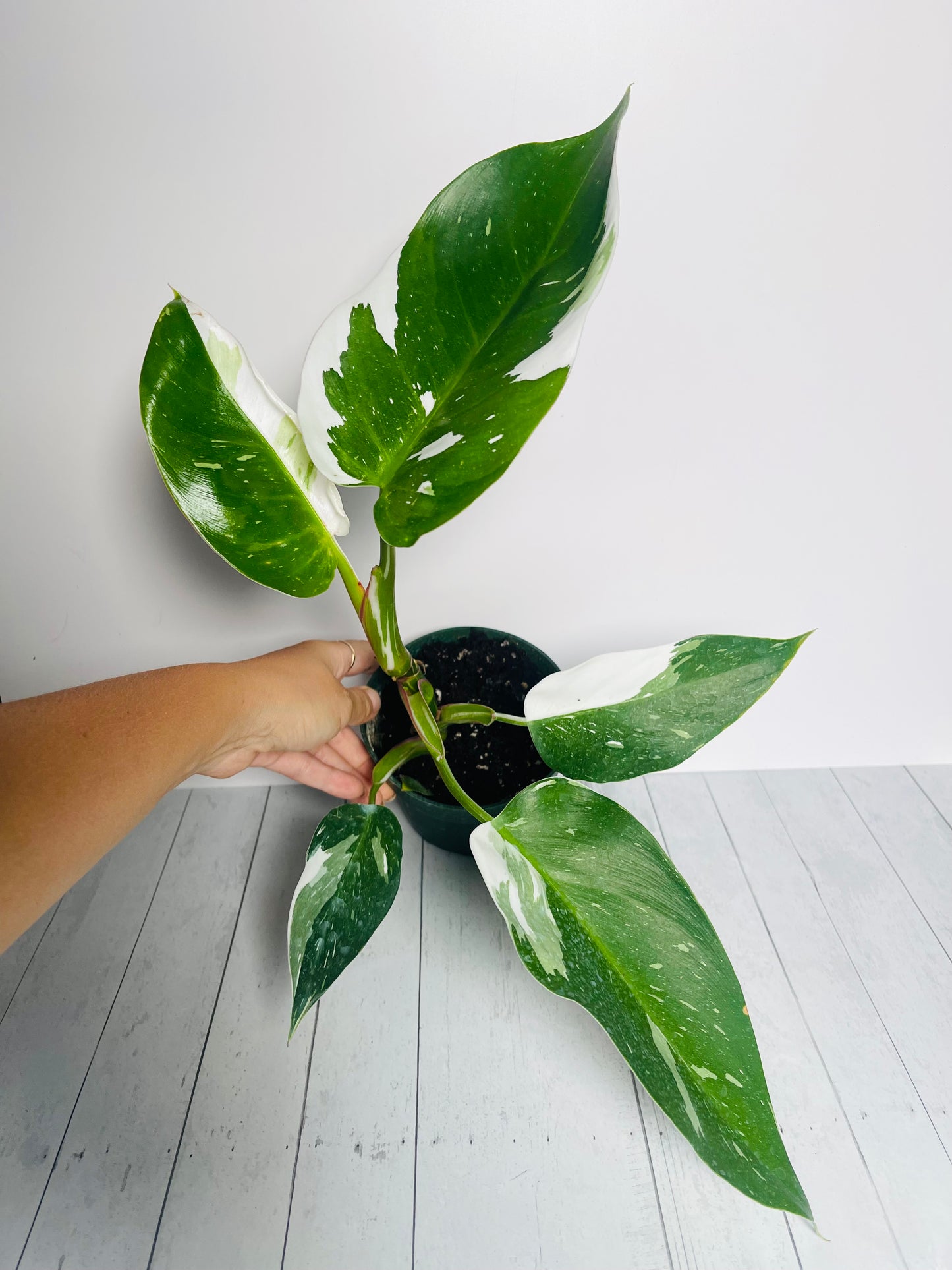 Philodendron White Princess