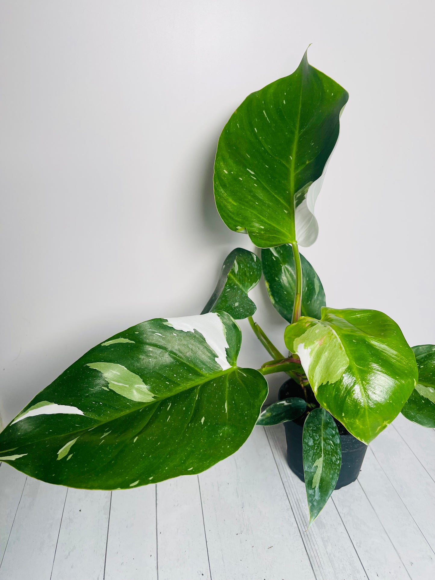 Philodendron White Princess