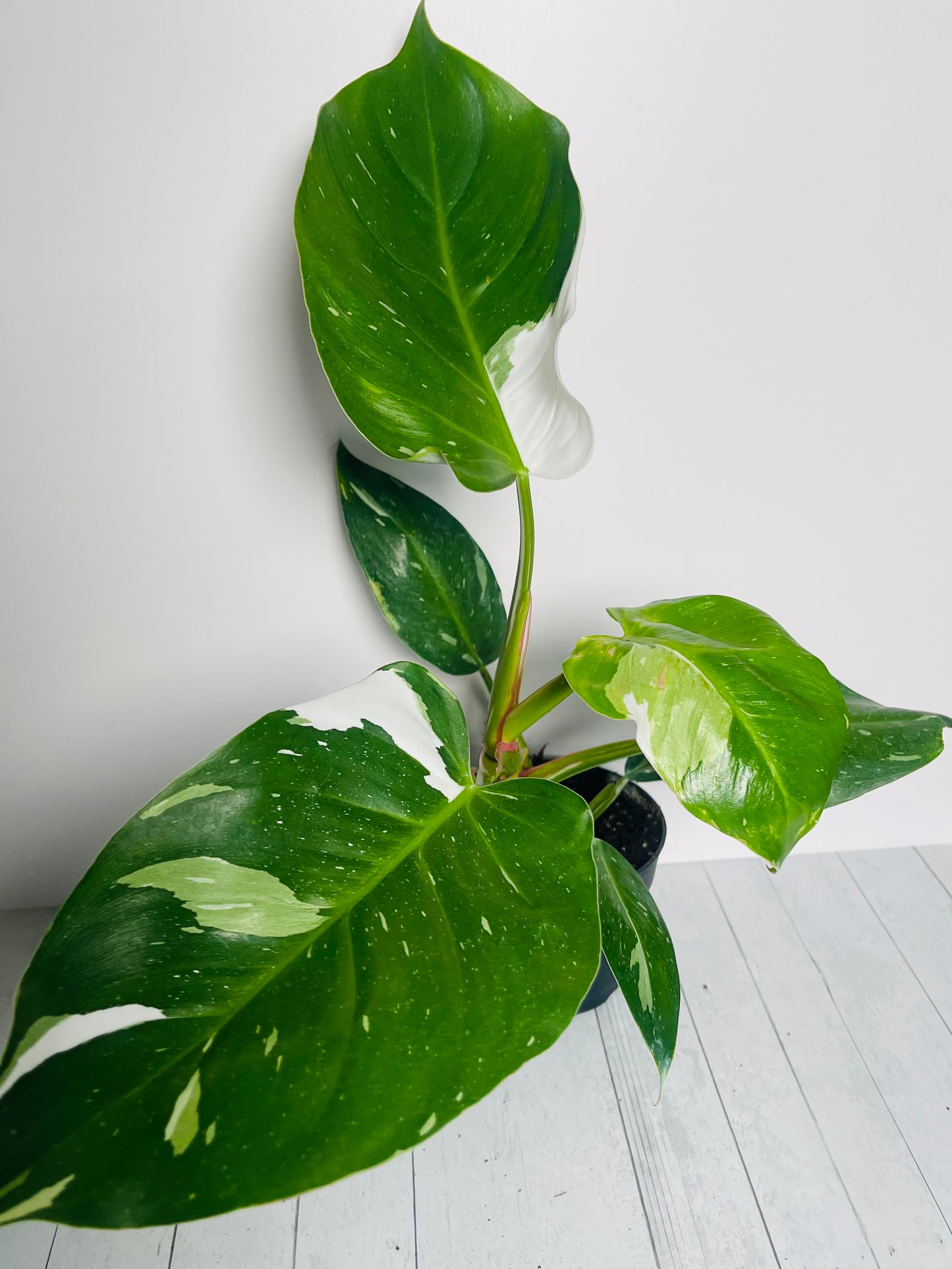 Philodendron White Princess