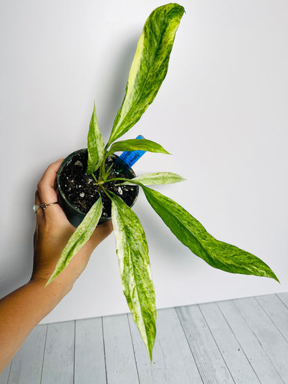 Anthurium Vittariifolium Variegated 4" Pot