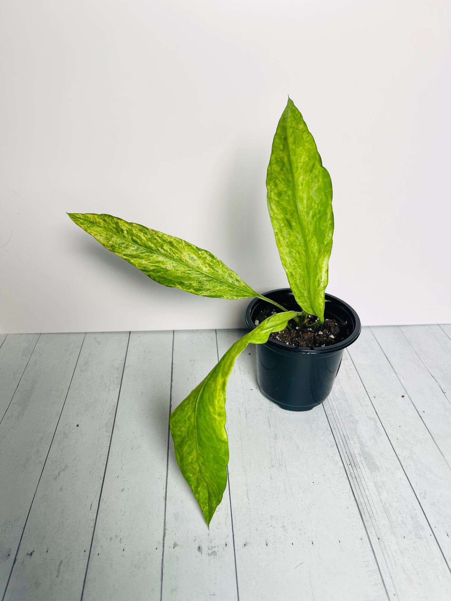 Anthurium Vittariifolium Variegated 4" Pot