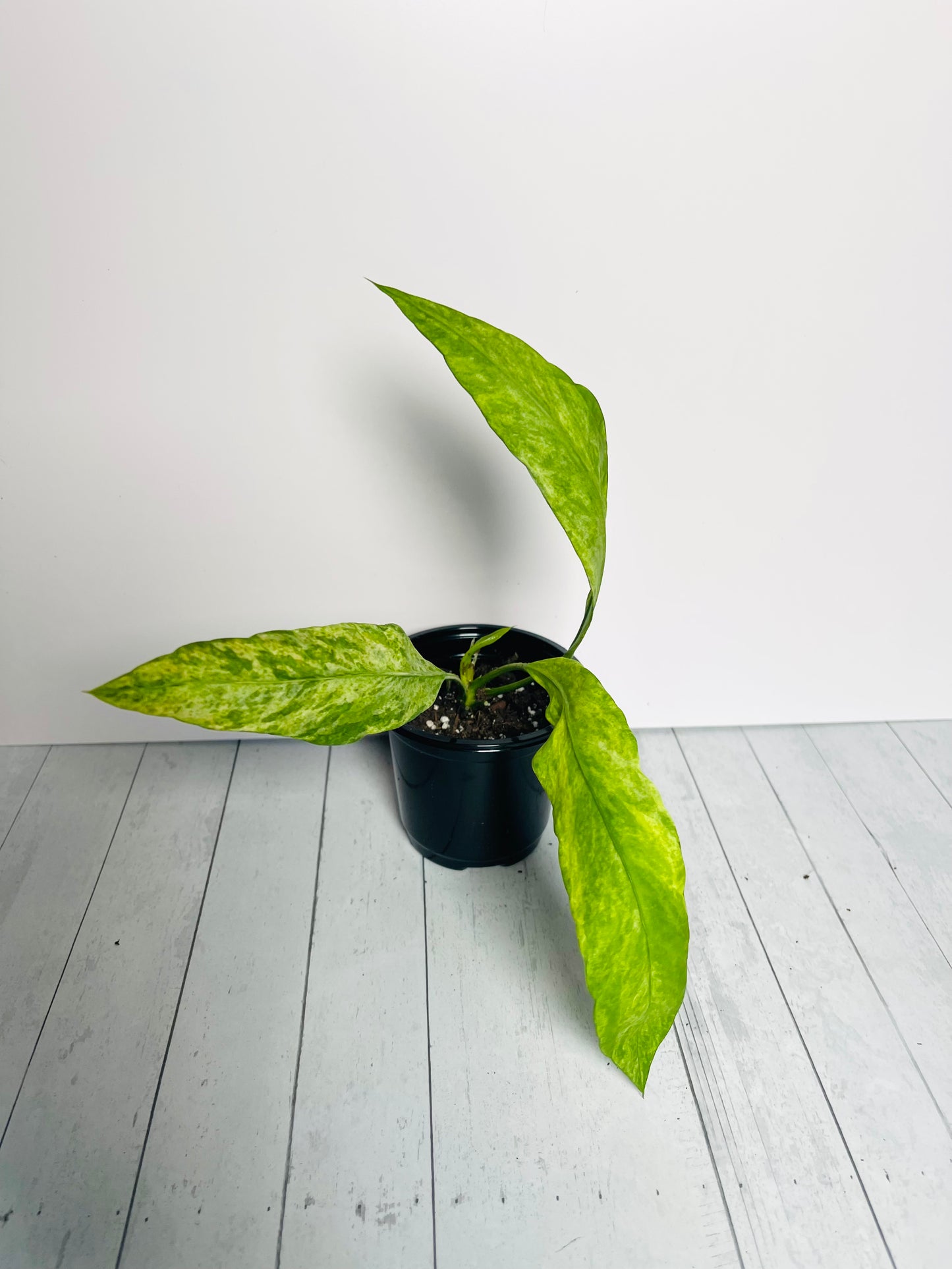 Anthurium Vittariifolium Variegated 4" Pot