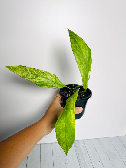 Anthurium Vittariifolium Variegated 4" Pot