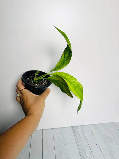 Anthurium Vittariifolium Variegated 4" Pot