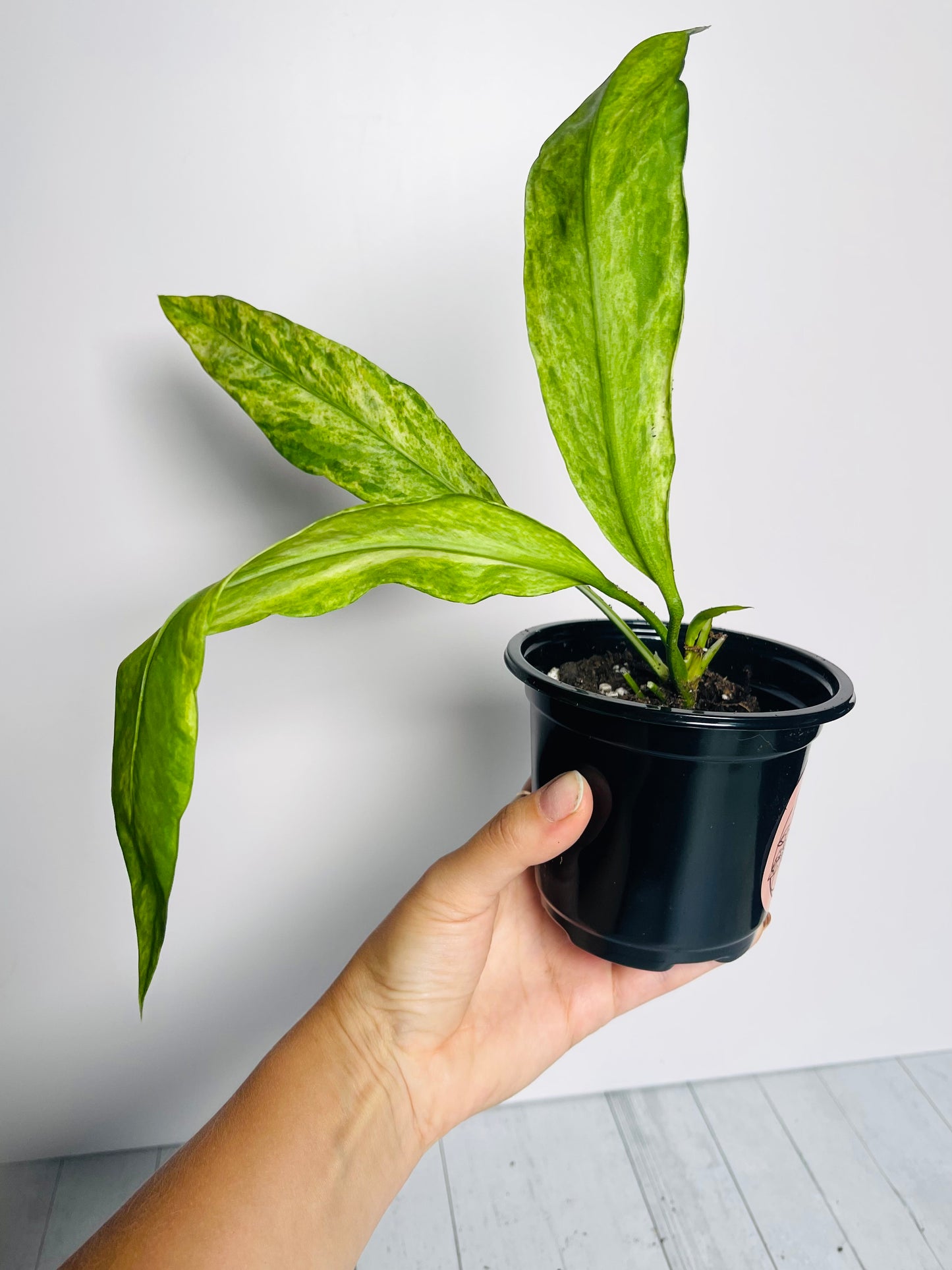 Anthurium Vittariifolium Variegated 4" Pot