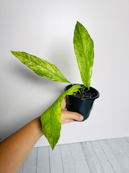 Anthurium Vittariifolium Variegated 4" Pot