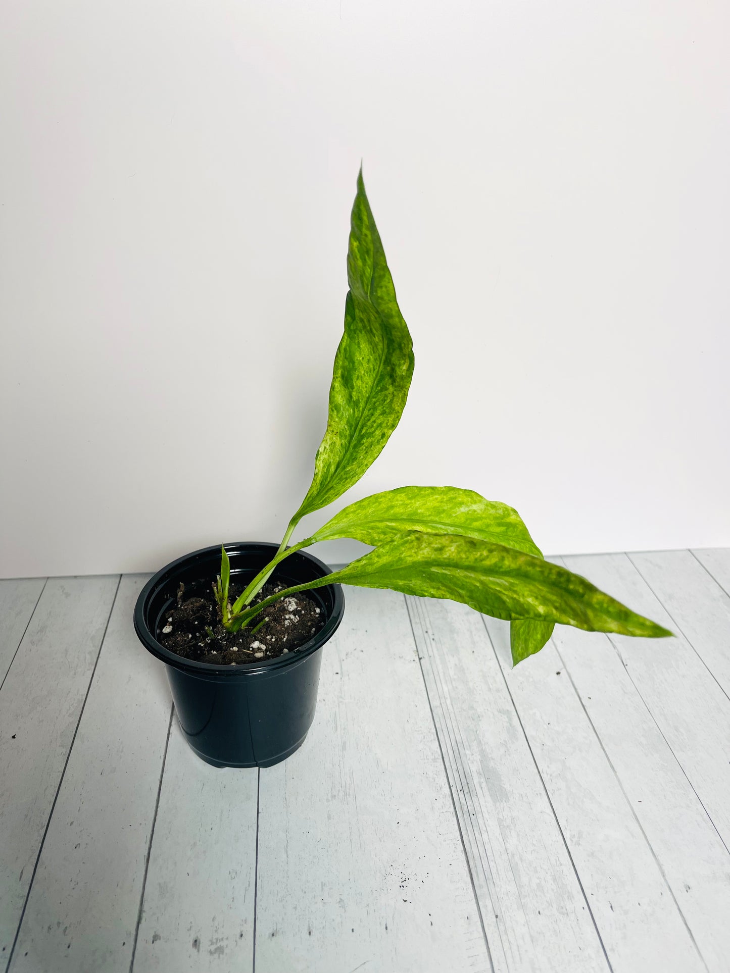 Anthurium Vittariifolium Variegated 4" Pot