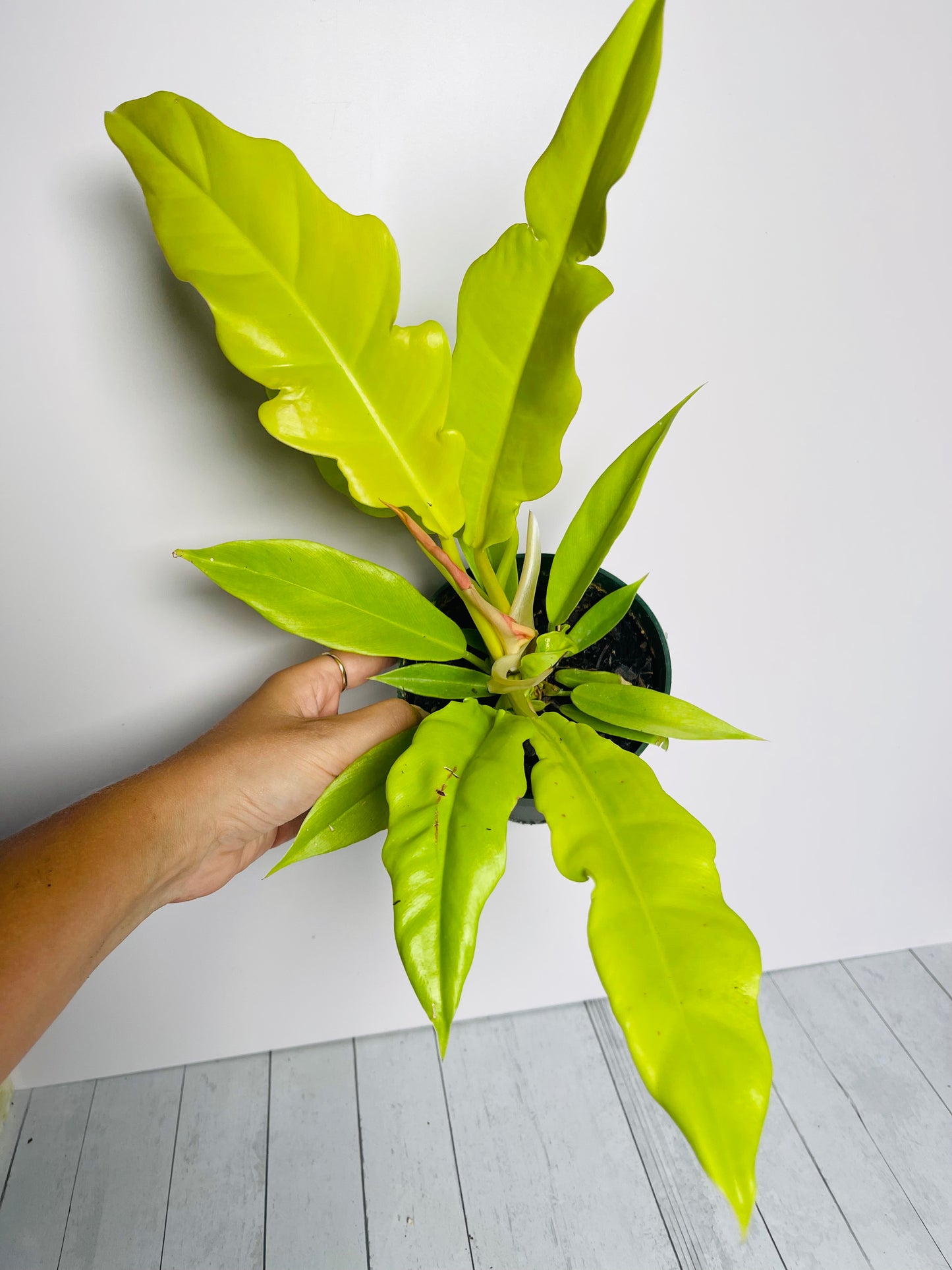 Philodendron Golden Ring of Fire 4.5" Pot