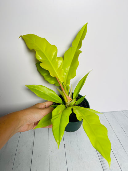 Philodendron Golden Ring of Fire 4.5" Pot