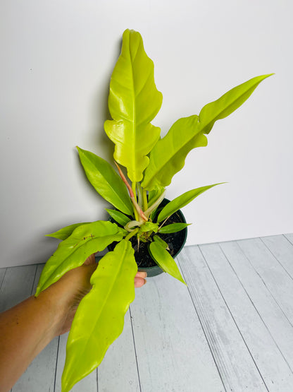 Philodendron Golden Ring of Fire 4.5" Pot