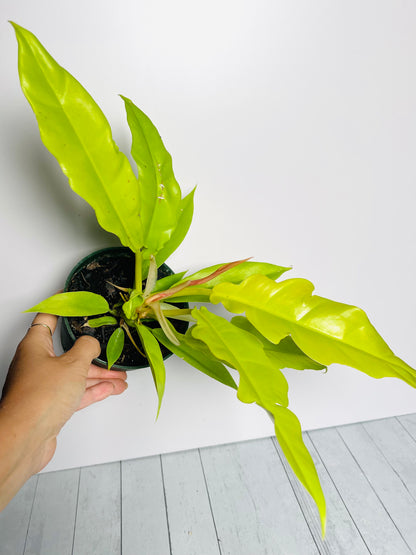 Philodendron Golden Ring of Fire 4.5" Pot