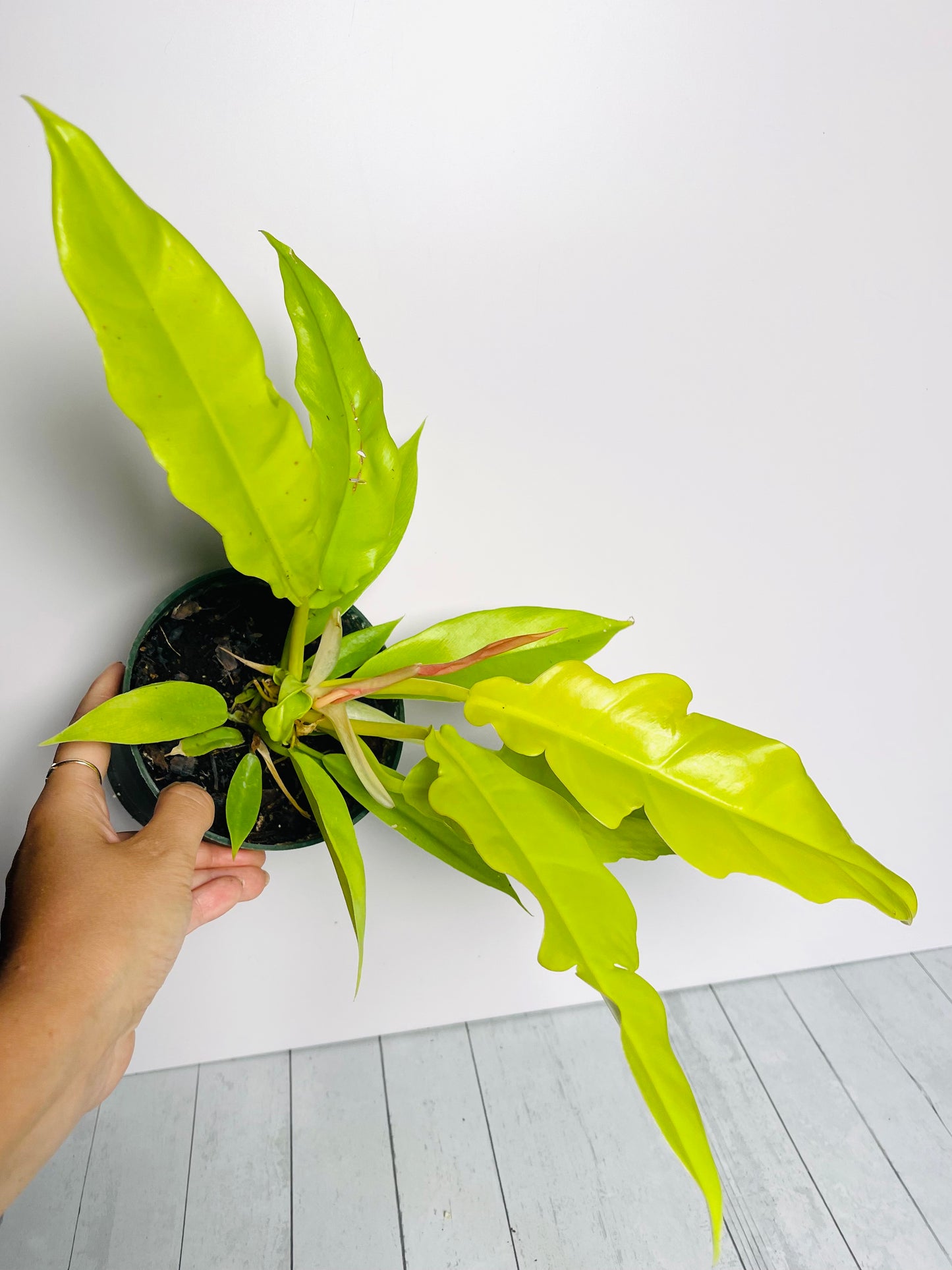 Philodendron Golden Ring of Fire 4.5" Pot