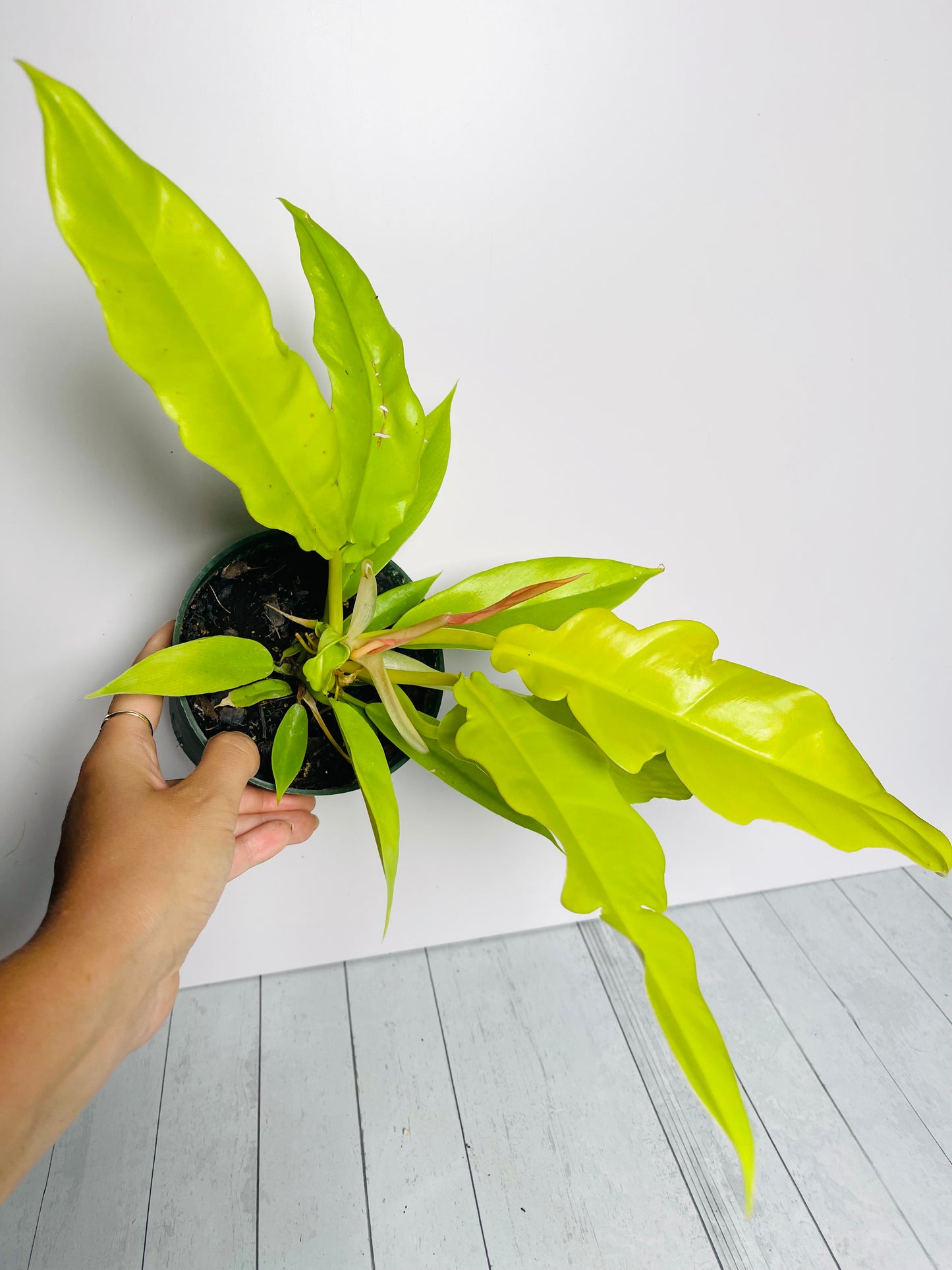 Philodendron Golden Ring of Fire 4.5" Pot