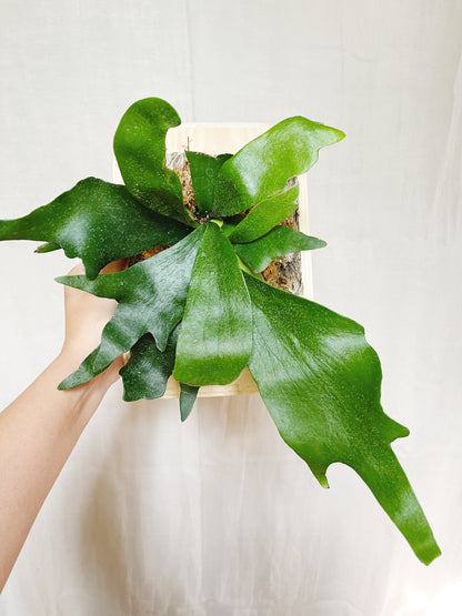 Staghorn Fern Plant Mounted on Wooden Plank