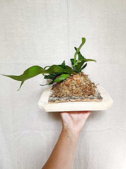 Staghorn Fern Plant Mounted on Wooden Plank