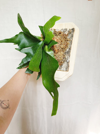 Staghorn Fern Plant Mounted on Wooden Plank