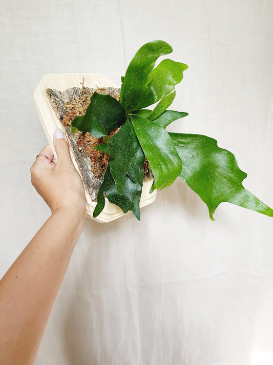 Staghorn Fern Plant Mounted on Wooden Plank