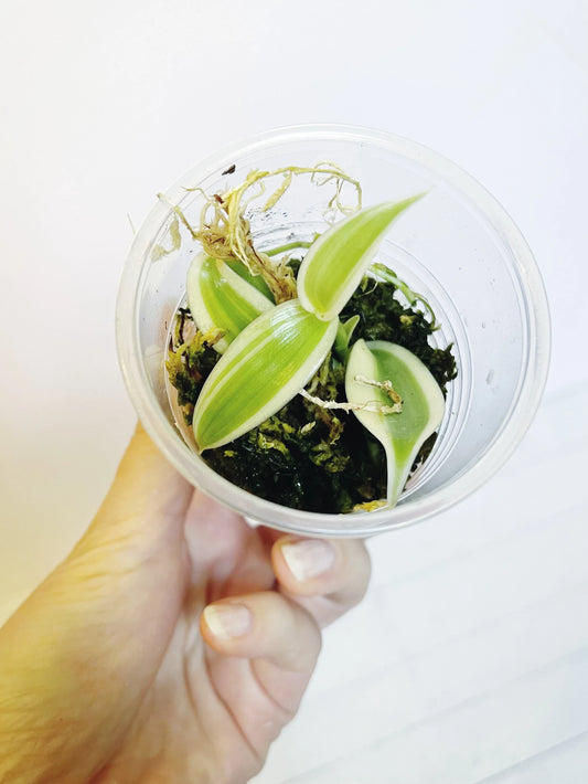 Variegated Vanilla Orchid (Vanilla Planifolia) Starter Plant