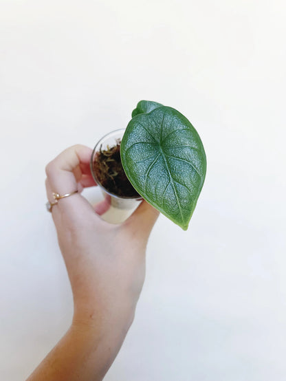 Alocasia Rugosa Melo Starter Plant