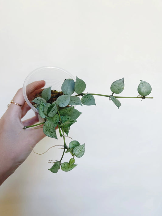 Hoya Krohniana Silver Starter Plant