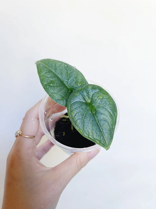 Alocasia Rugosa Melo Starter Plant