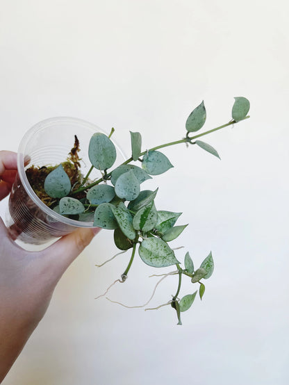 Hoya Krohniana Silver Starter Plant