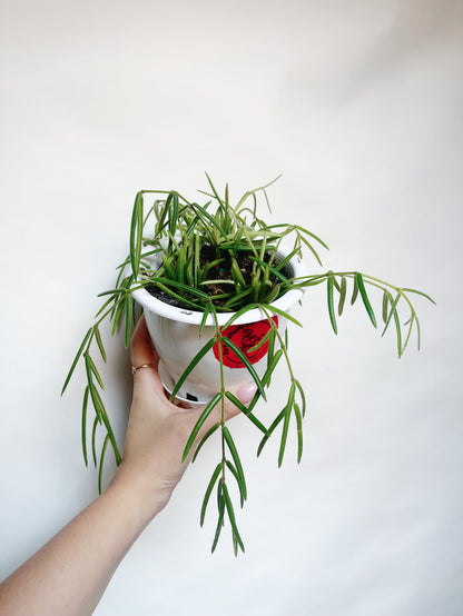 Hoya Linearis Rare Hoya 5” Hanging Basket