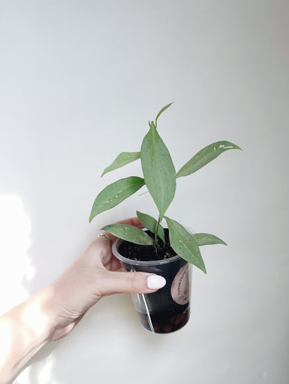 Hoya New Guinea Ghost Live Plant