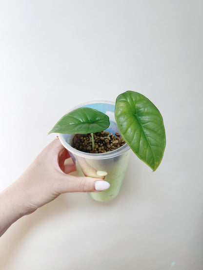 Alocasia Bisma Platinum Starter Plant in Self Watering Pot