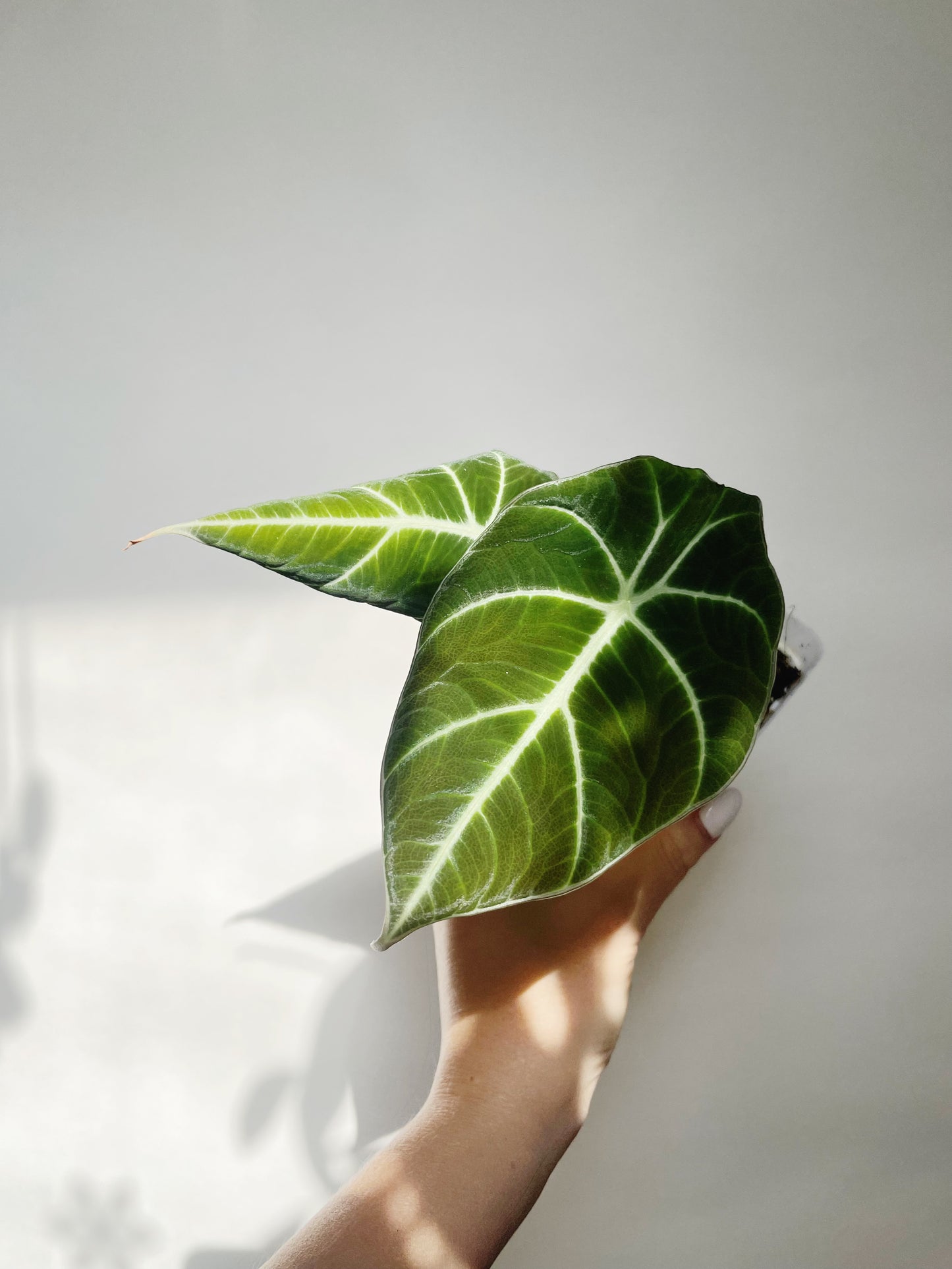 Alocasia Black Velvet Starter Plant 2.5” Pot