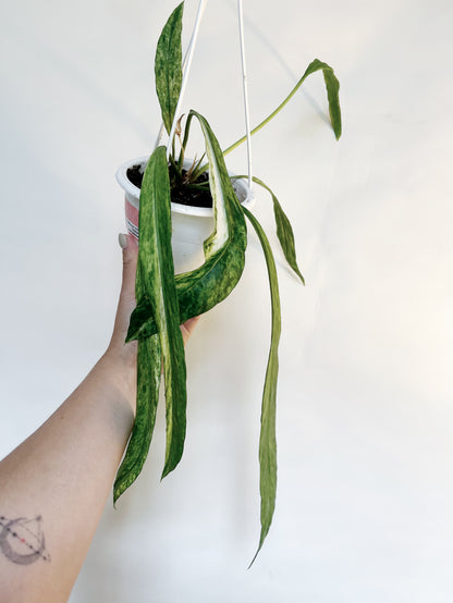 Anthurium Vittariifolium Variegated 4.5" Hanging Pot