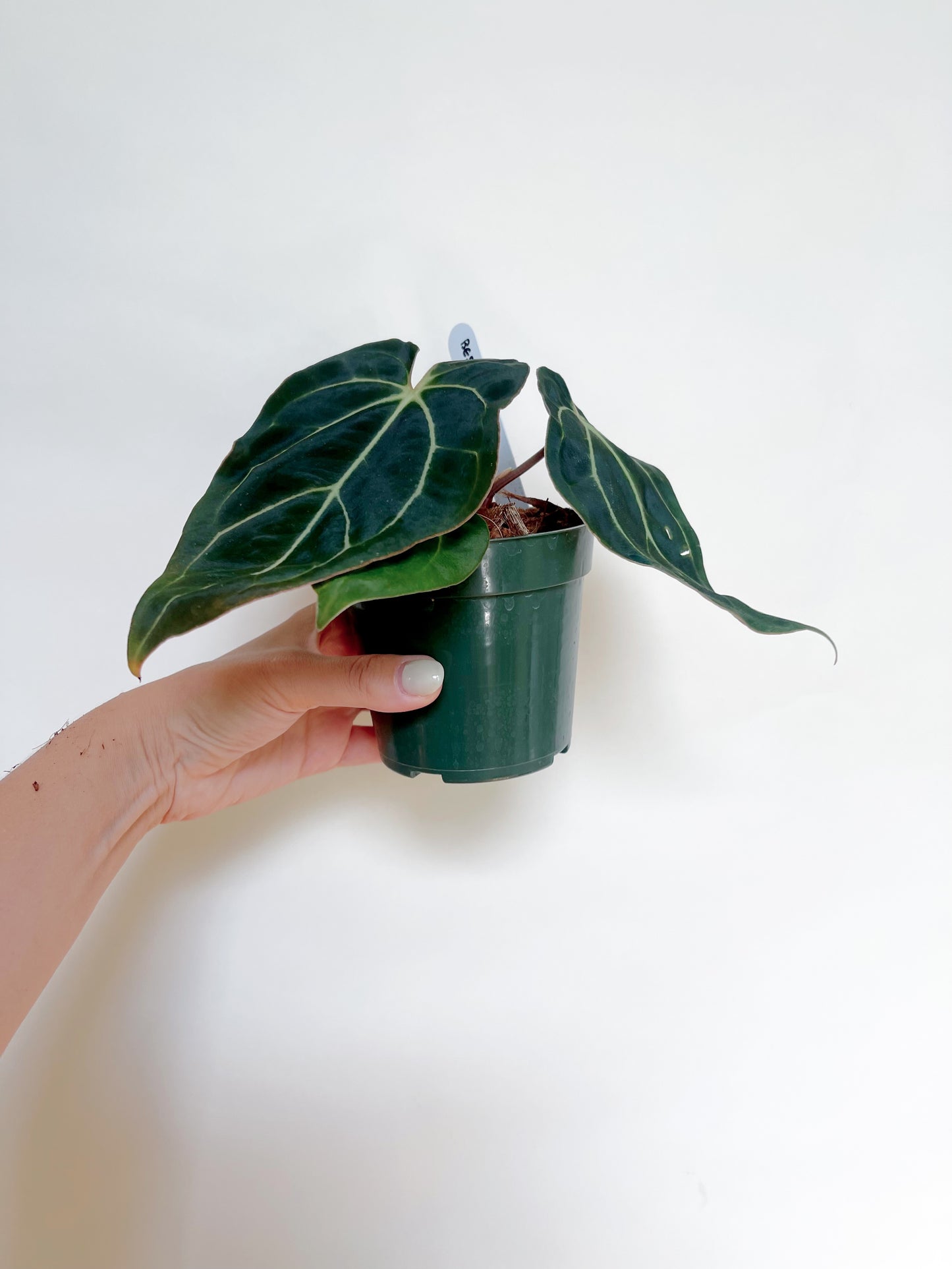 Anthurium Besseae Aff. 4” Pot
