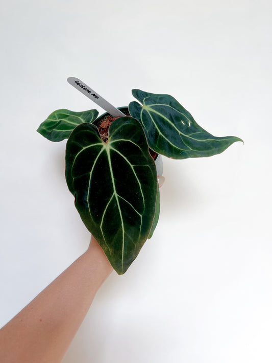 Anthurium Besseae Aff. 4” Pot