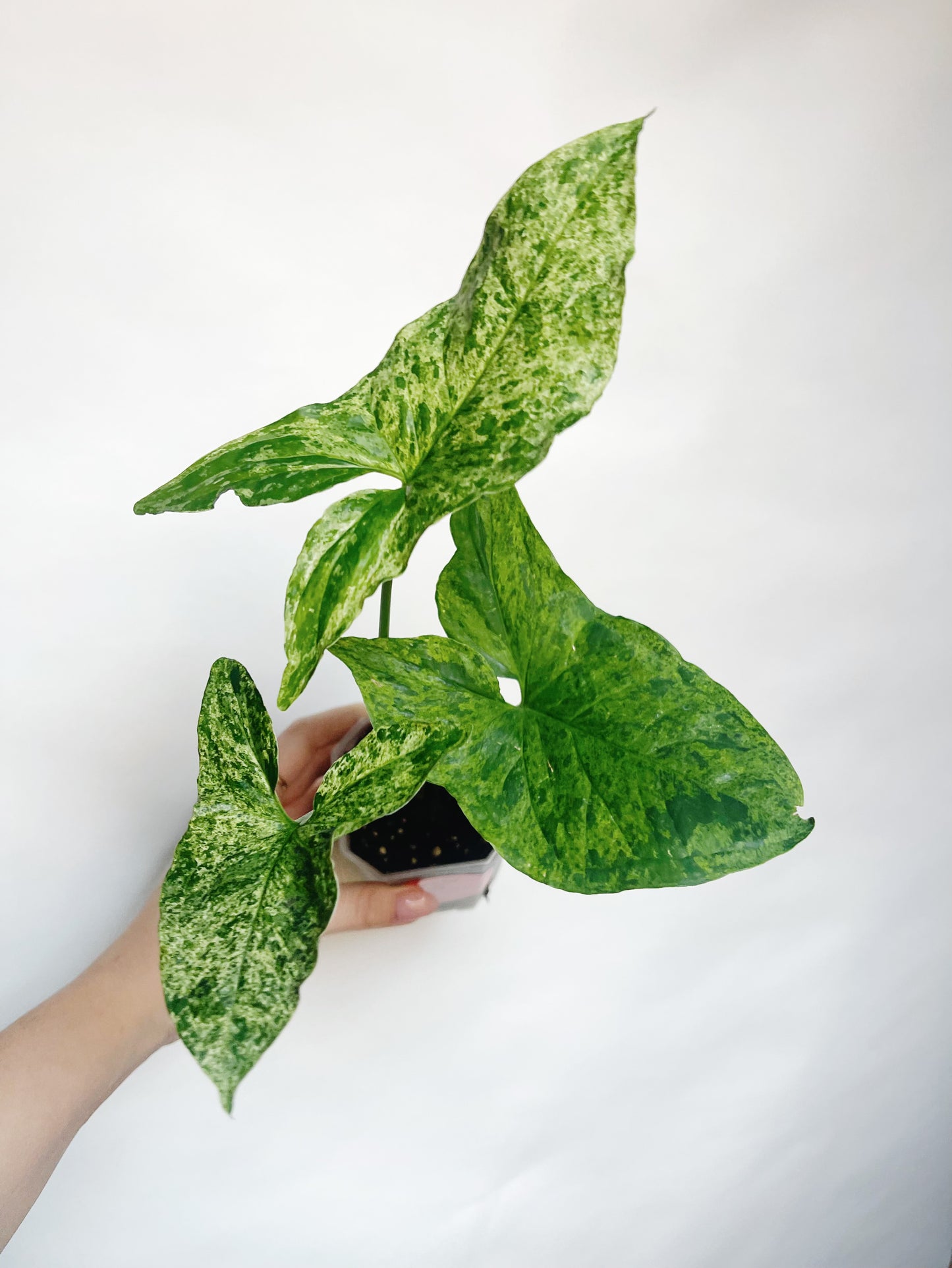 Syngonium Mojito Variegated 3” Live Plant