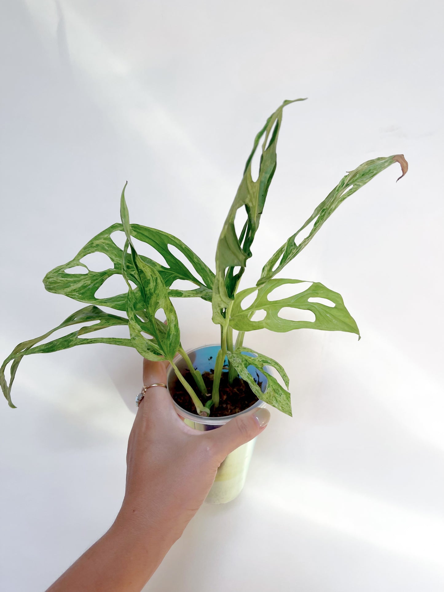 Monstera Adansonii Mint 3” Self Watering Pot