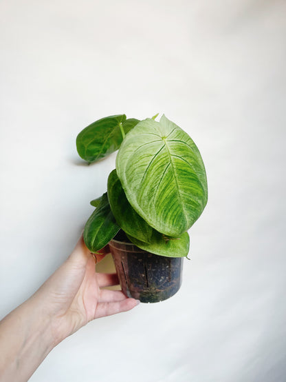 Syngonium Frosted Heart 4.5” Live Plant