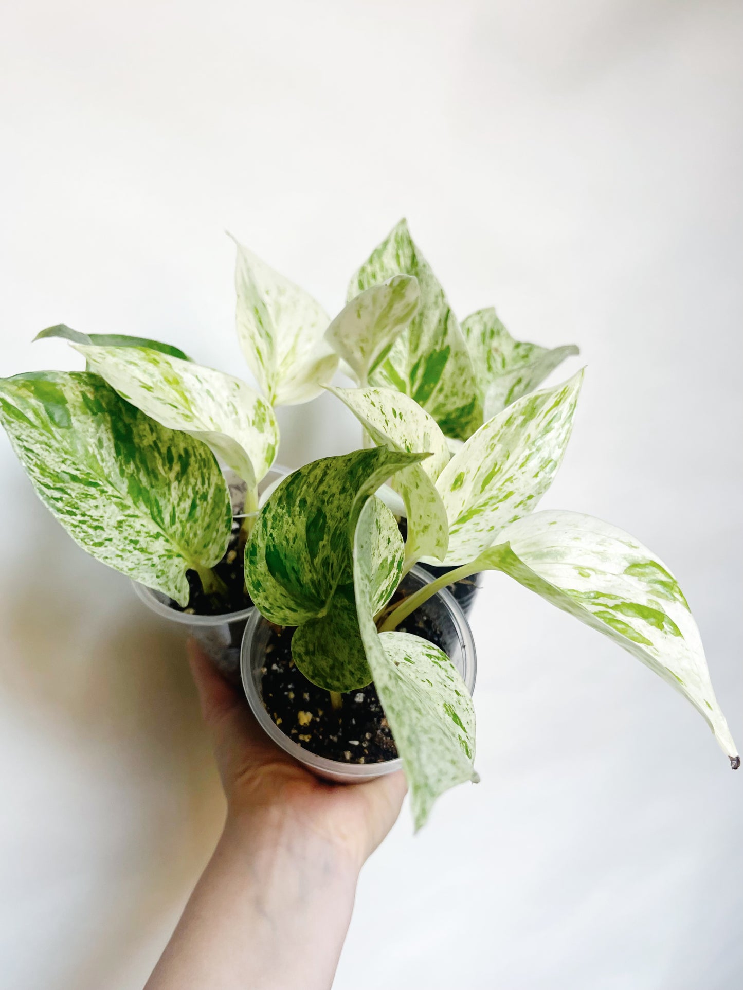 Snow Queen Pothos Live Rare Starter Plant