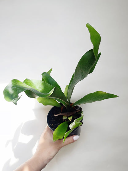 Staghorn Fern Platycerium Bifurcatum 4.5” Pot