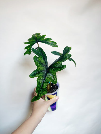 Alocasia Tandurusa Jacklyn Rare Live Plant