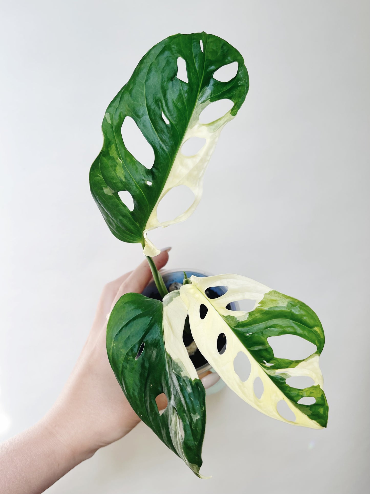 Monstera Adansonii Albo Self Watering Pot