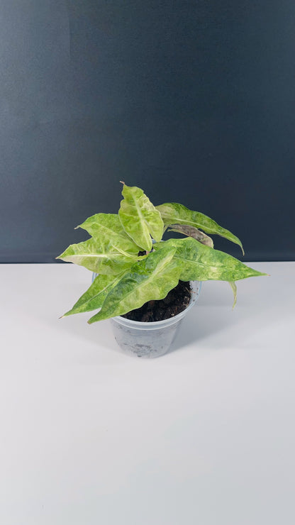 Alocasia Polly Variegated 4” Pot