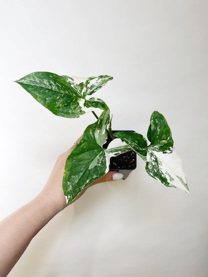 Syngonium Albo 3” Live Plant