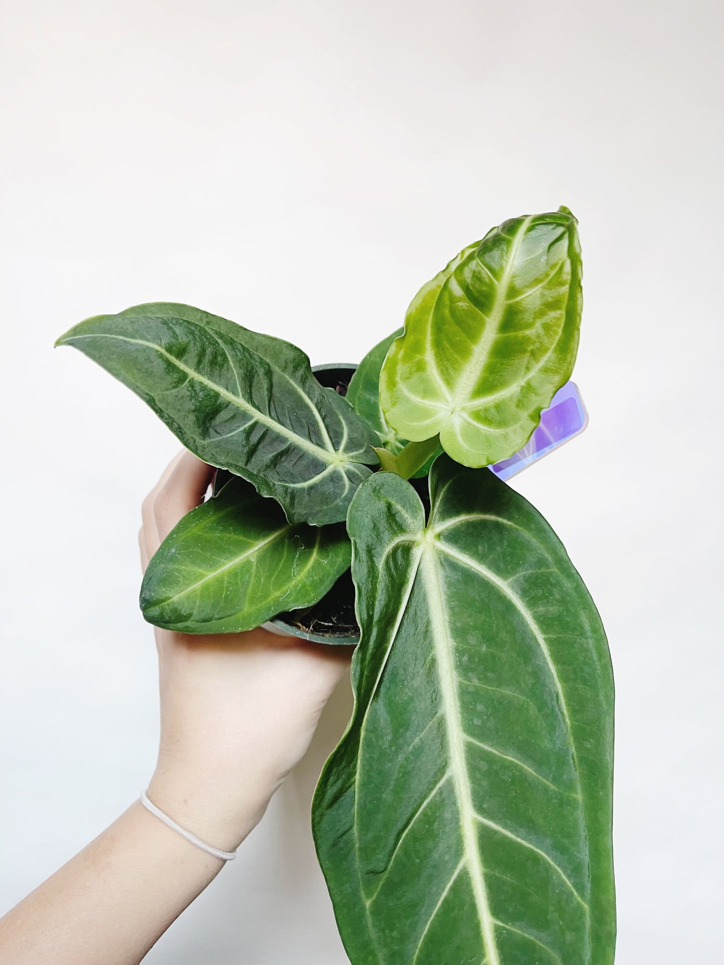 Anthurium Villenaorum 4” Pot