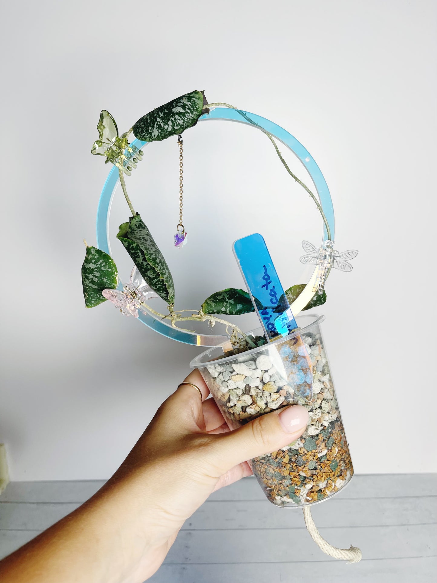 Holo Cups - Self Watering Plant Pots with Clear Inserts