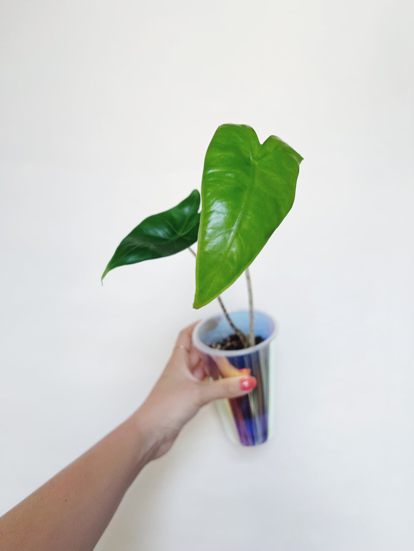 Alocasia Zebrina Starter Plant in self-watering pot